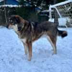 Mischling Wolfgang, 12/2021, ca. 55 cm, 21266 Jesteburg