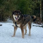 Mischling Wolfgang, 12/2021, ca. 55 cm, 21266 Jesteburg