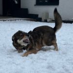 Mischling Wolfgang, 12/2021, ca. 55 cm, 21266 Jesteburg