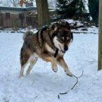 Mischling Wolfgang, 12/2021, ca. 55 cm, 21266 Jesteburg