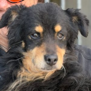 Mischling Xander, 02/2017, ca. 40 cm