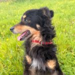 Mischling Xander, 02/2017, ca. 40 cm