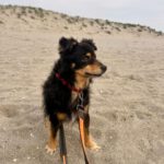 Mischling Xander, 02/2017, ca. 40 cm