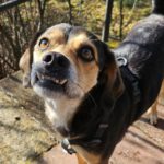 Mischling Zeus, 03/2021, ca. 45 cm, 73614 Schorndorf