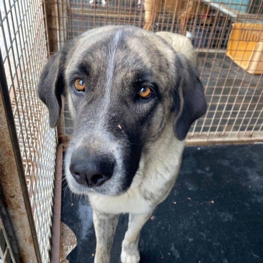 Mastin Mischling Zingara, 07/2023, ca. 70 cm