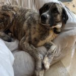 Mastin Mischling Zingara, 07/2023, ca. 70 cm