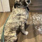 Mastin Mischling Zingara, 07/2023, ca. 70 cm