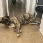 Mastin Mischling Zingara, 07/2023, ca. 70 cm