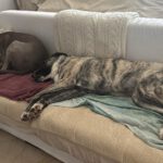 Mastin Mischling Zingara, 07/2023, ca. 70 cm