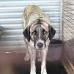 Mastin Mischling Zingara, 07/2023, ca. 70 cm