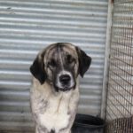 Mastin Mischling Zingara, 07/2023, ca. 70 cm