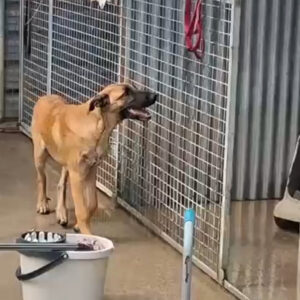 Severn - Ein Hund ist kein Spielzeug!