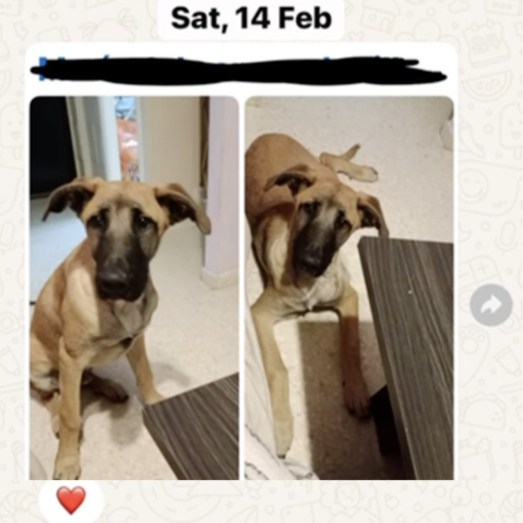 Severn - Ein Hund ist kein Spielzeug!