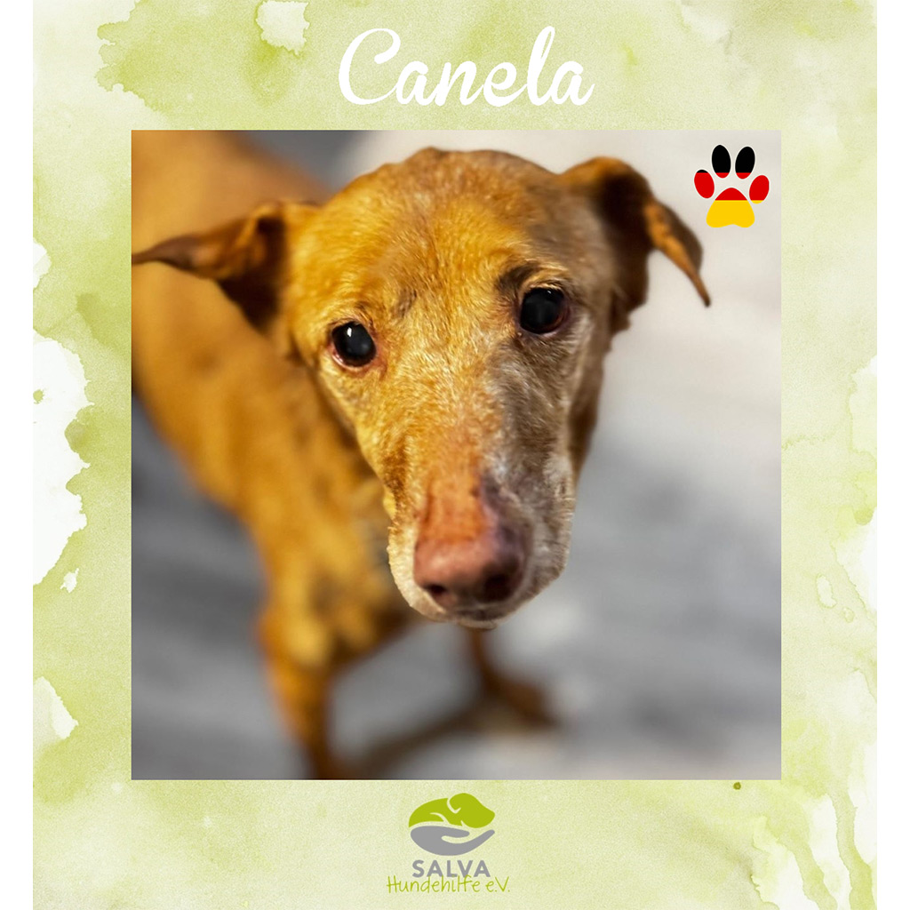 Canela - SALVA Motto im März 2026: Graue Schnauzen