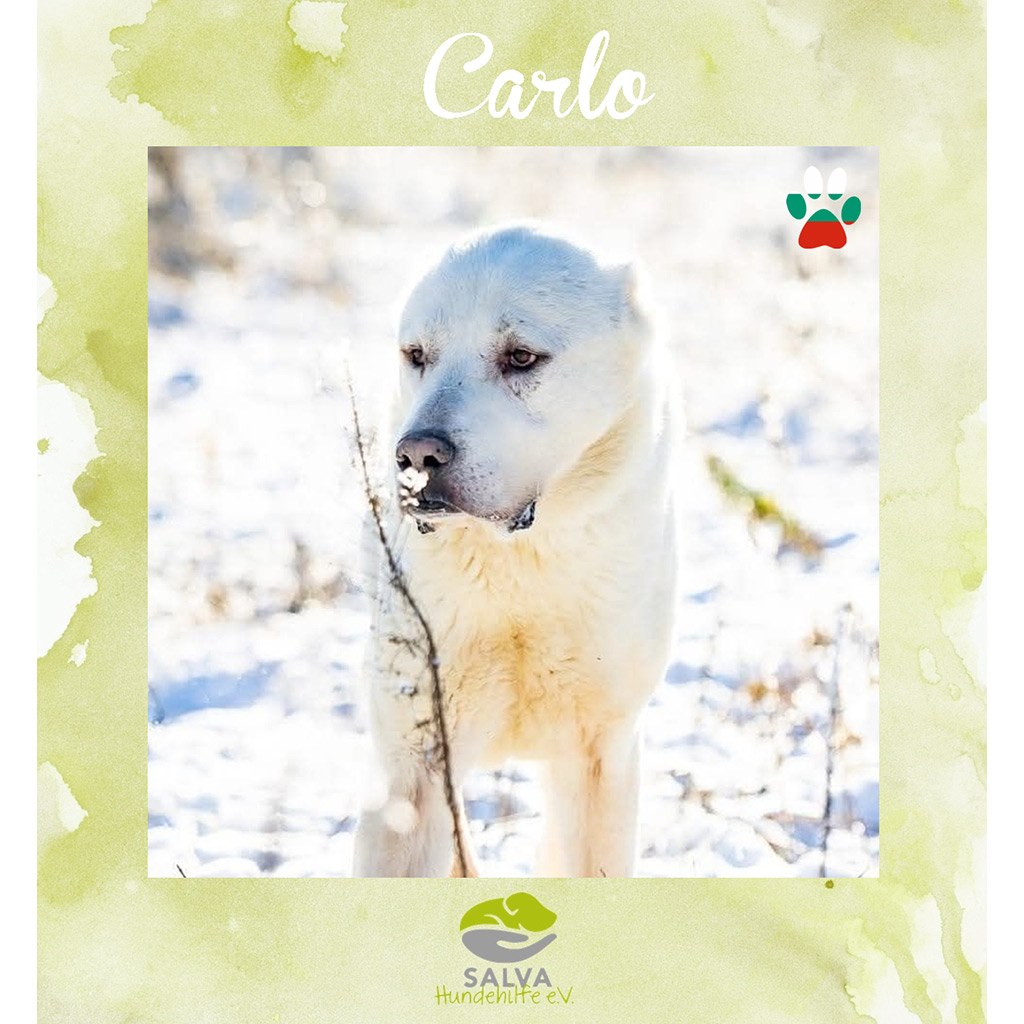 Carlo - SALVA Motto im März 2026: Graue Schnauzen