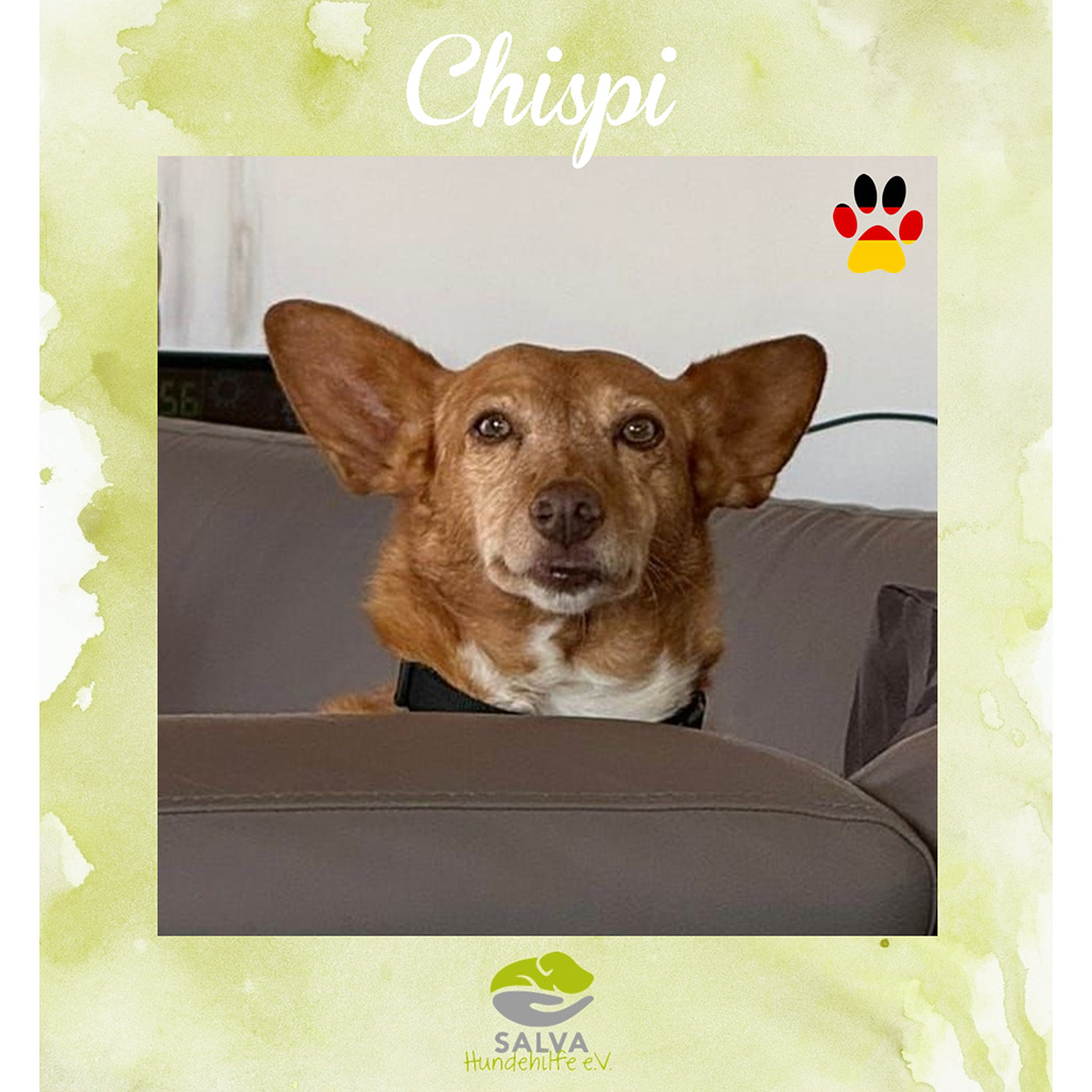 Chispi - SALVA Motto im März 2026: Graue Schnauzen