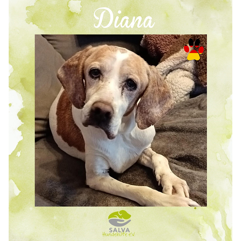 Diana - SALVA Motto im März 2026: Graue Schnauzen