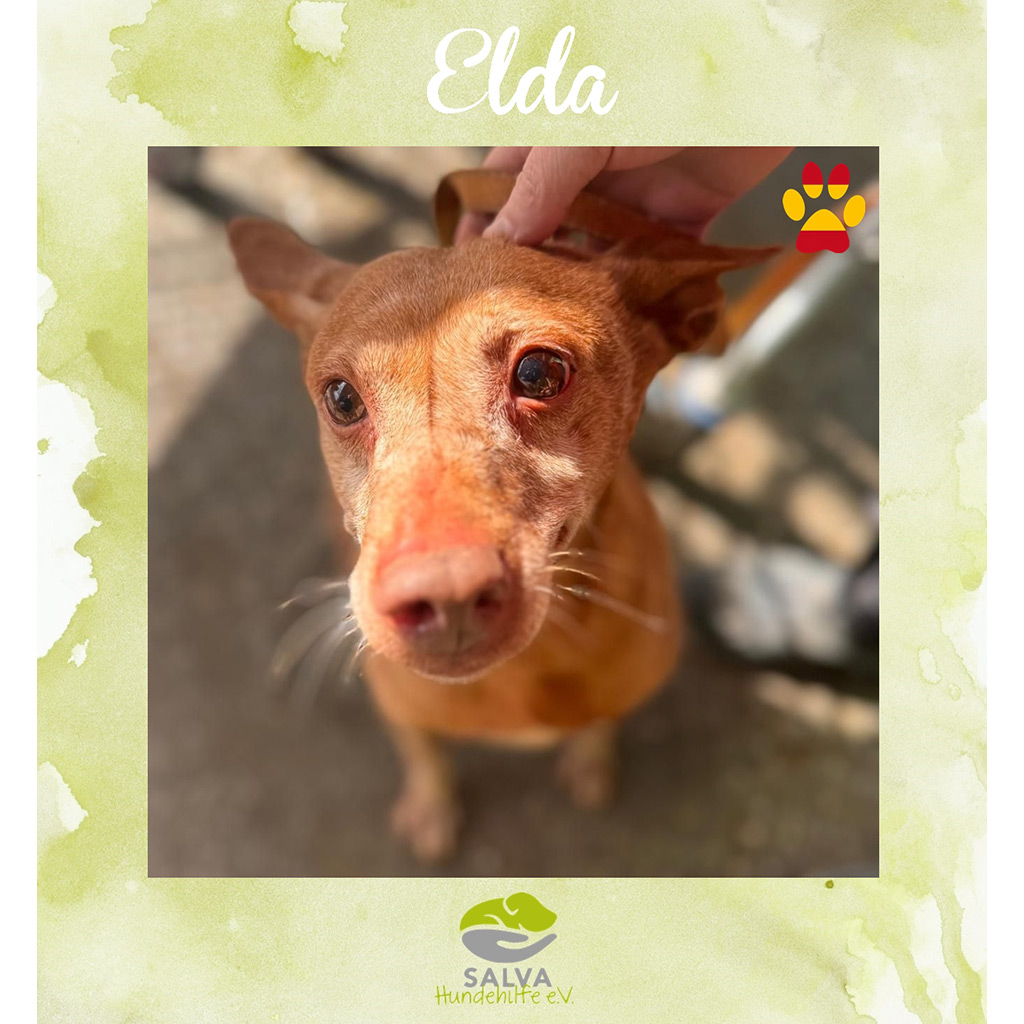 Gordi - SALVA Motto im März 2026: Graue Schnauzen