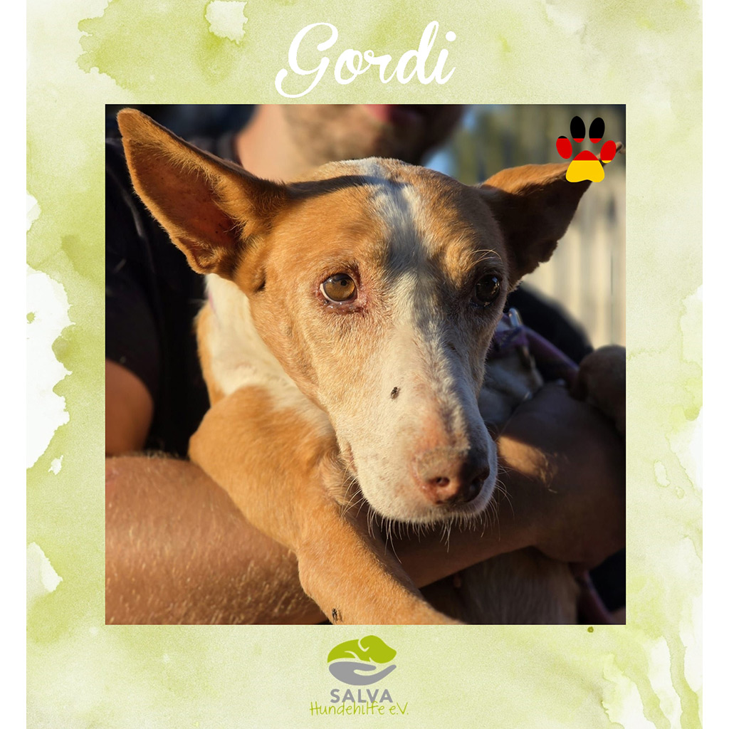 Gordi - SALVA Motto im März 2026: Graue Schnauzen