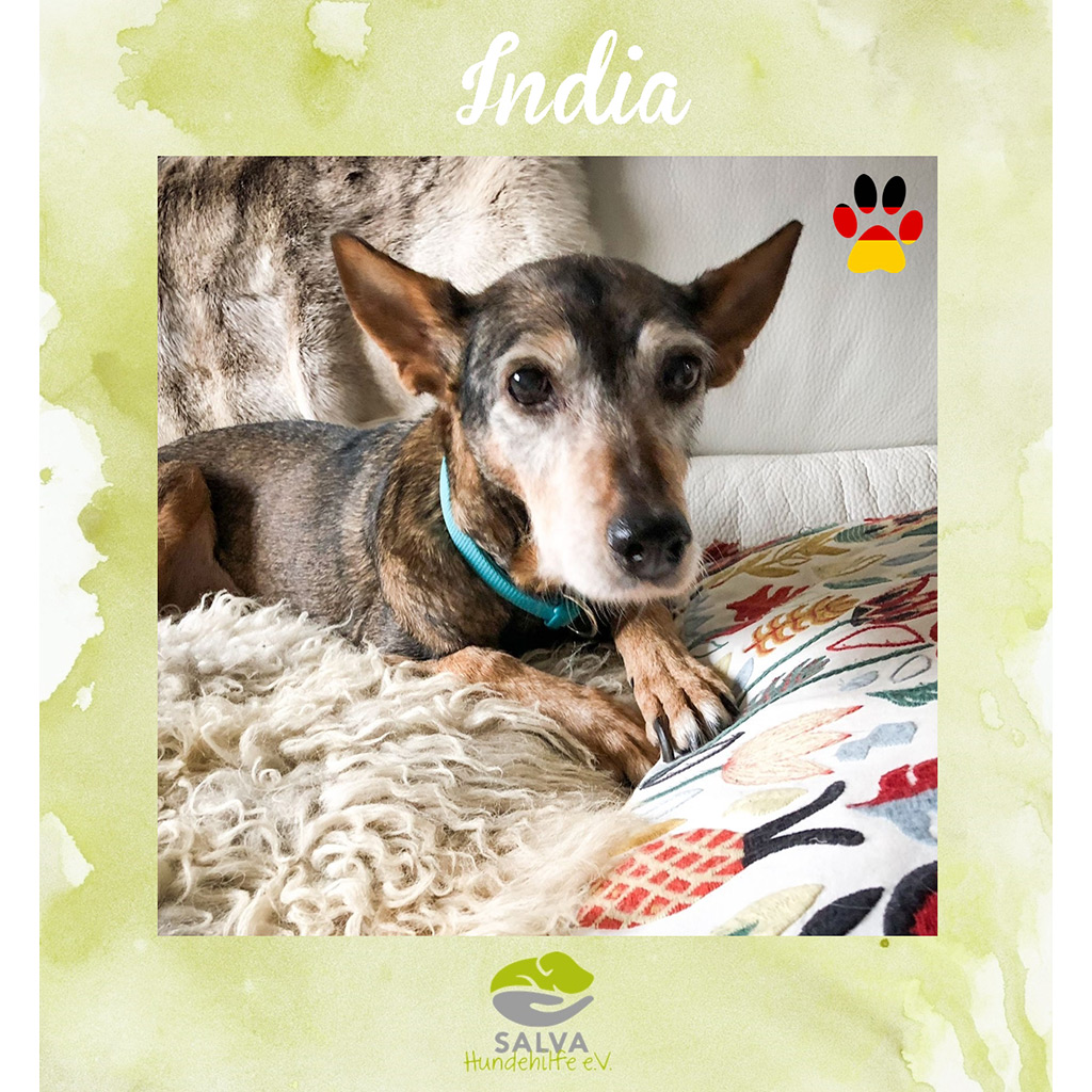 India - SALVA Motto im März 2026: Graue Schnauzen