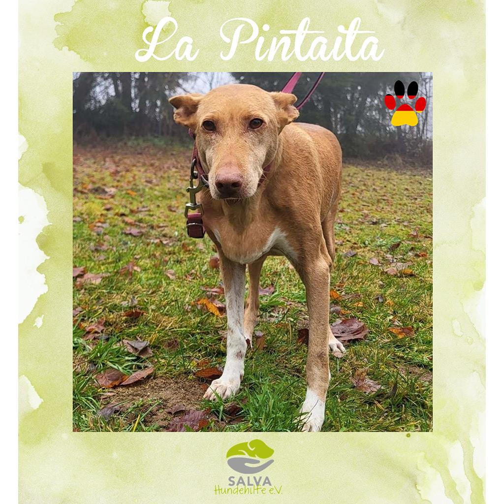 La Pintaita - SALVA Motto im März 2026: Graue Schnauzen