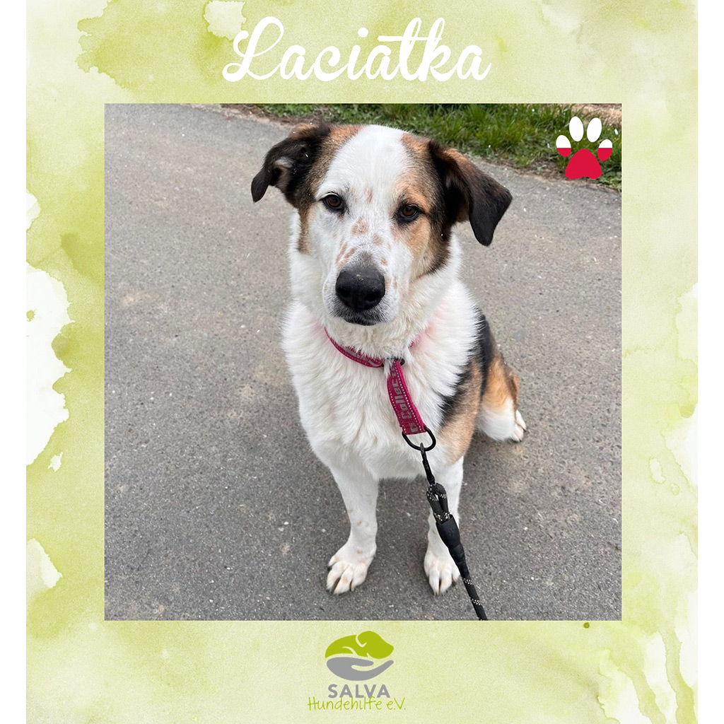 Laciatka - SALVA Motto im März 2026: Graue Schnauzen