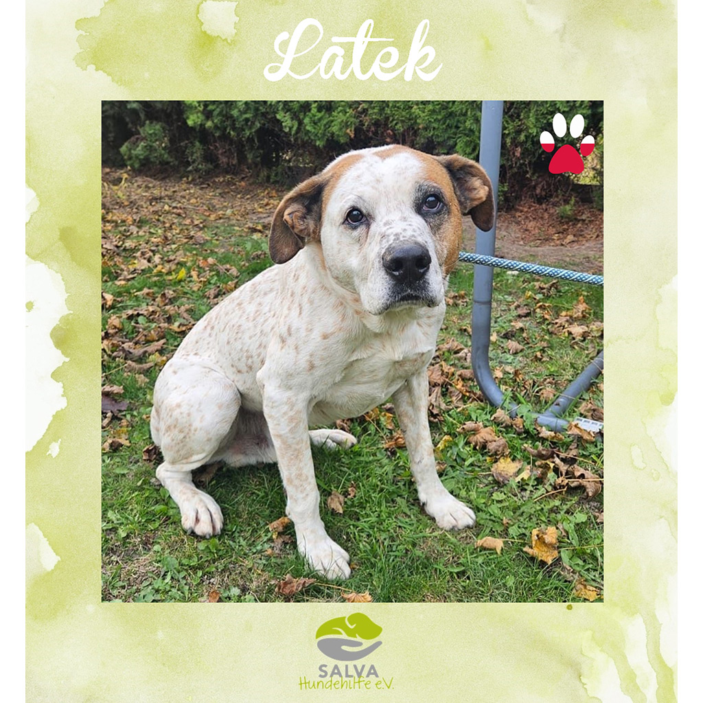 Latek - SALVA Motto im März 2026: Graue Schnauzen