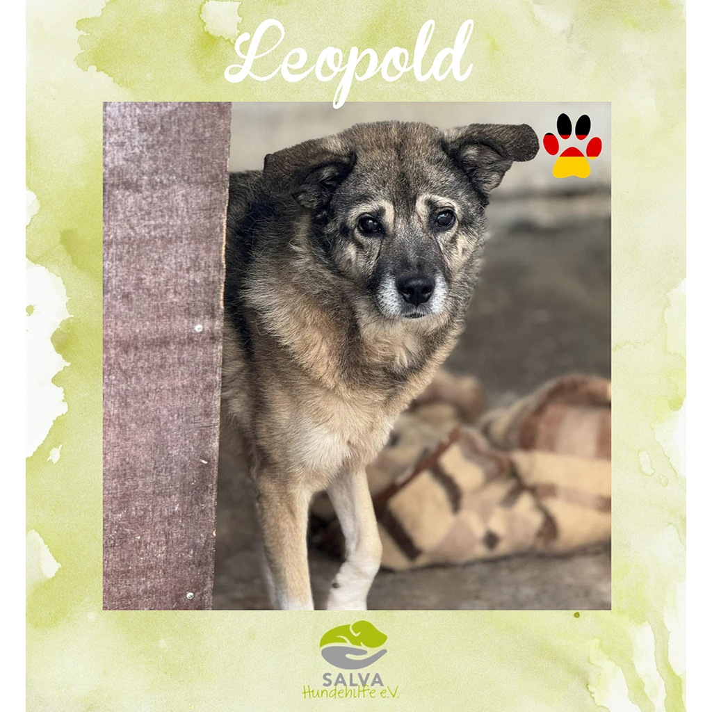 Leopold - SALVA Motto im März 2026: Graue Schnauzen