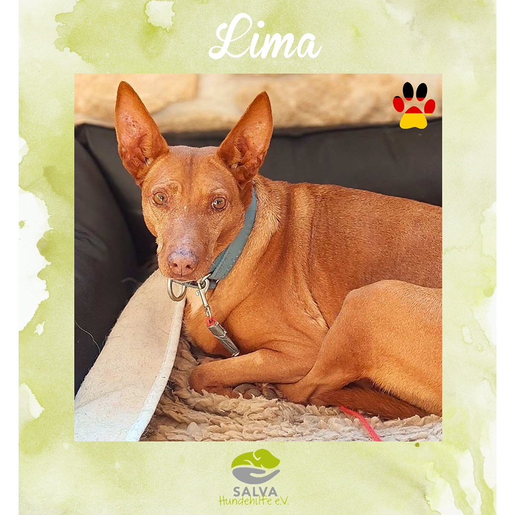 Lima - SALVA Motto im März 2026: Graue Schnauzen