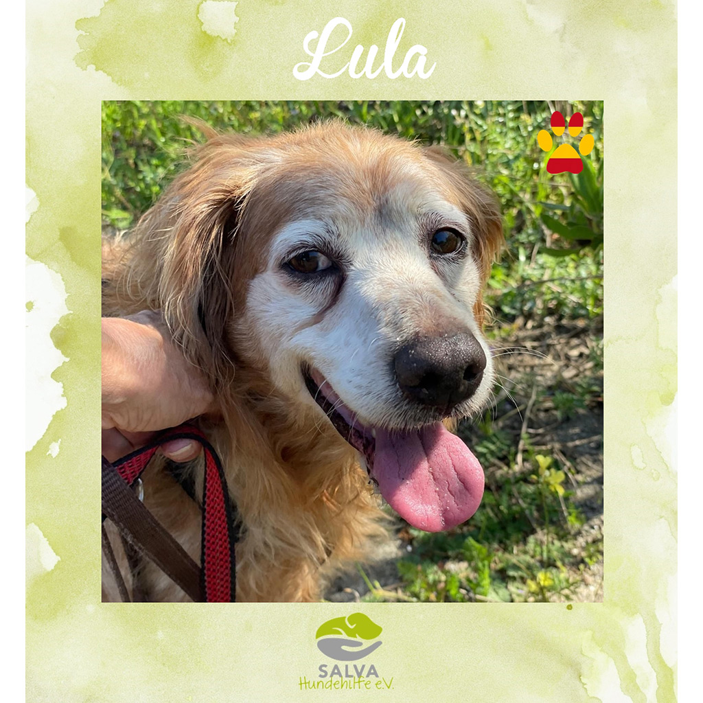 Lula - SALVA Motto im März 2026: Graue Schnauzen