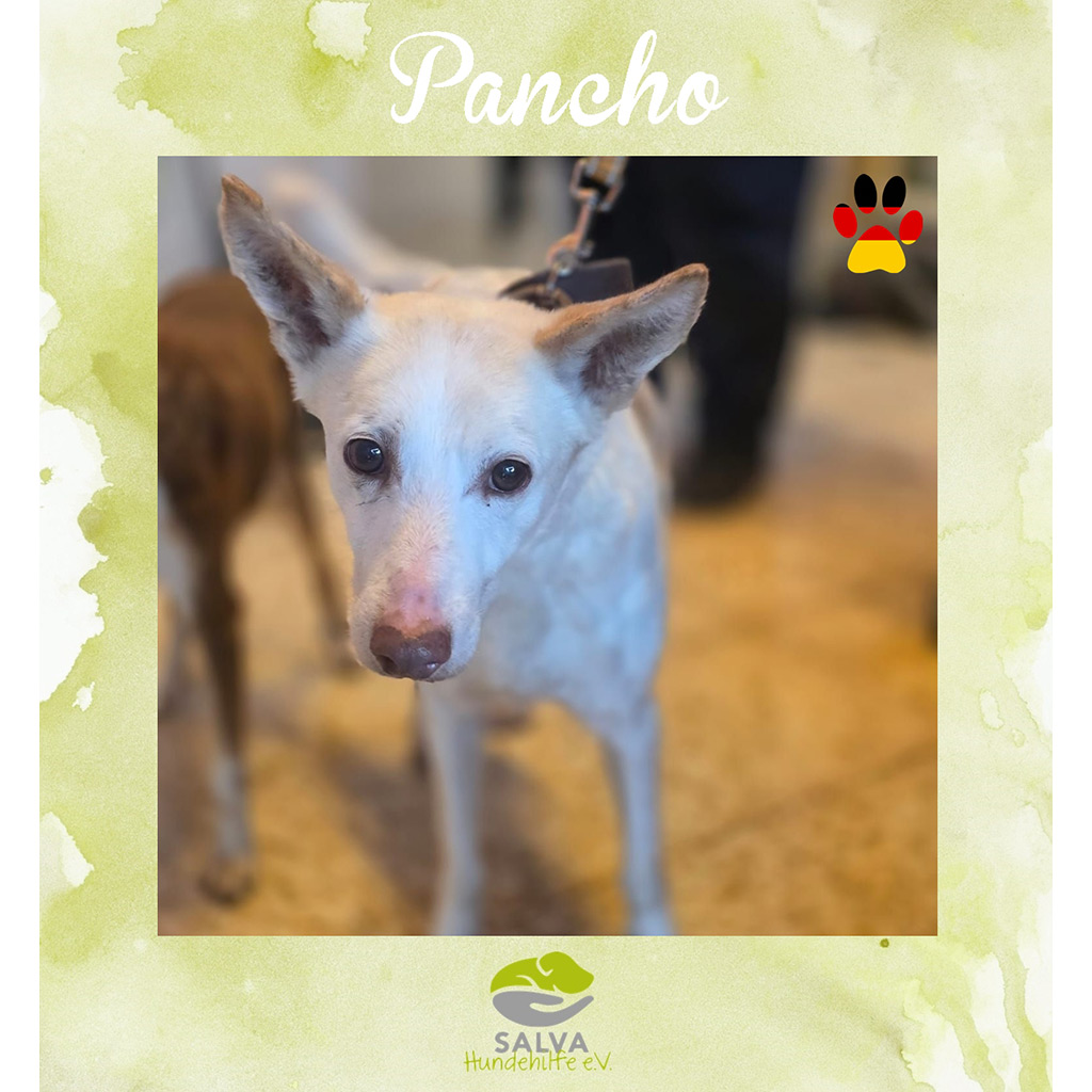 Pancho - SALVA Motto im März 2026: Graue Schnauzen
