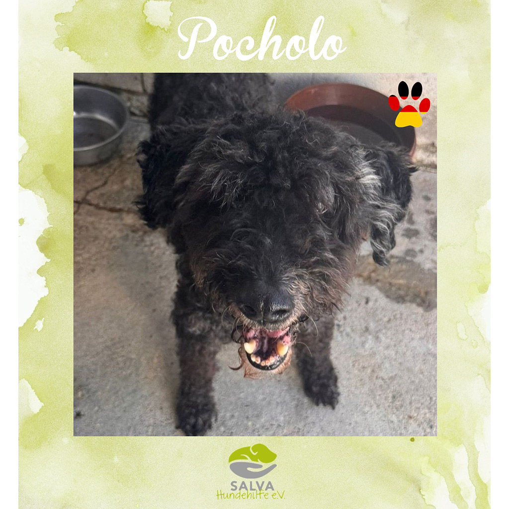 Pocholo - SALVA Motto im März 2026: Graue Schnauzen