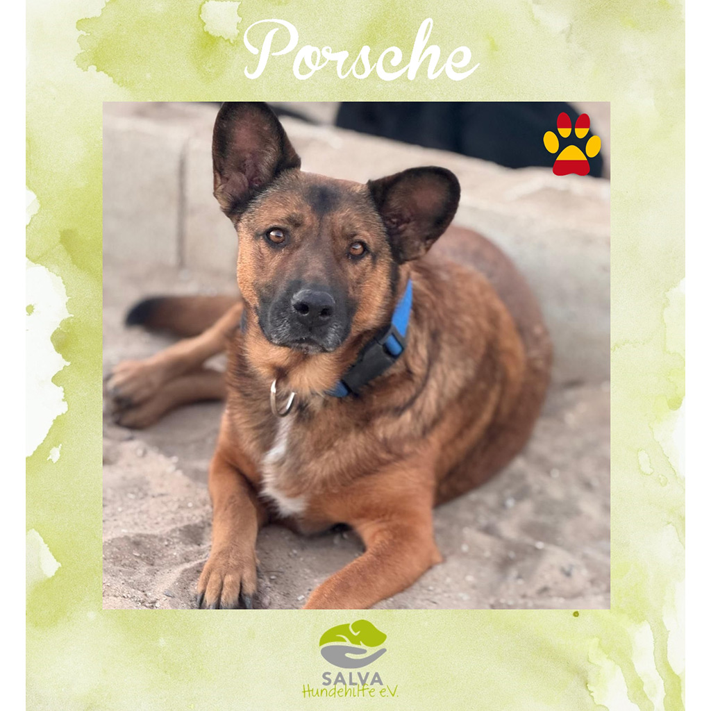 Porsche - SALVA Motto im März 2026: Graue Schnauzen