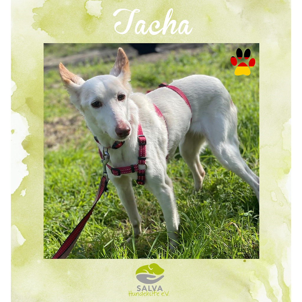 Tacha - SALVA Motto im März 2026: Graue Schnauzen