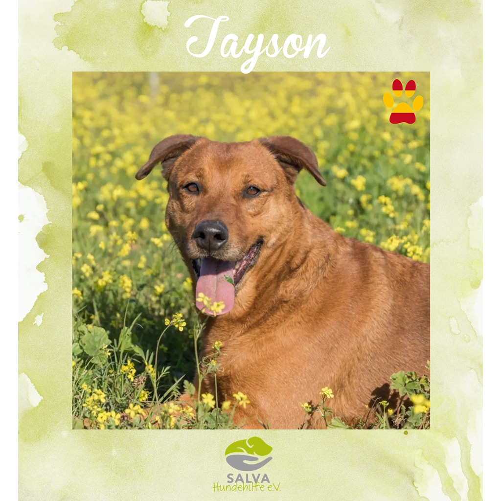 Tayson - SALVA Motto im März 2026: Graue Schnauzen