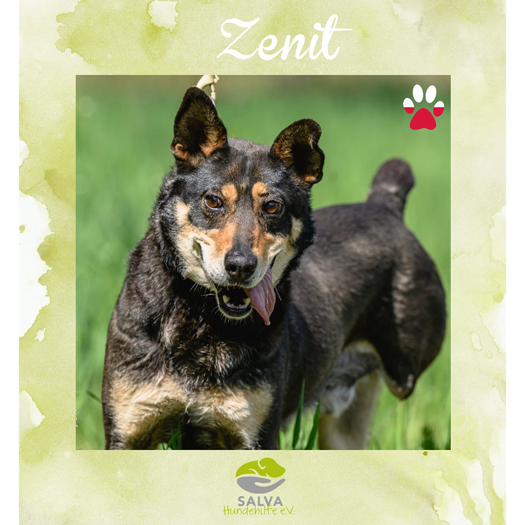 Zenit - SALVA Motto im März 2026: Graue Schnauzen