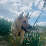 Schäferhund-Mischling Aguiles, 01/2013, ca. 60 cm, 72184 Eutingen im Gäu