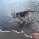 Schäferhund-Mischling Aguiles, 01/2013, ca. 60 cm, 72184 Eutingen im Gäu