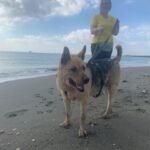 Schäferhund-Mischling Aguiles, 01/2013, ca. 60 cm, 72184 Eutingen im Gäu