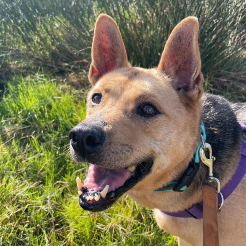 Schäferhund-Mischling Aguiles, 01/2013, ca. 60 cm, 72184 Eutingen im Gäu