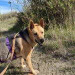 Schäferhund-Mischling Aguiles, 01/2013, ca. 60 cm, 72184 Eutingen im Gäu