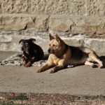 Schäferhund-Mischling Aguiles, 01/2013, ca. 60 cm, 72184 Eutingen im Gäu