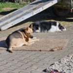 Schäferhund-Mischling Aguiles, 01/2013, ca. 60 cm, 72184 Eutingen im Gäu