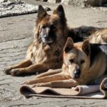 Schäferhund-Mischling Aguiles, 01/2013, ca. 60 cm, 72184 Eutingen im Gäu