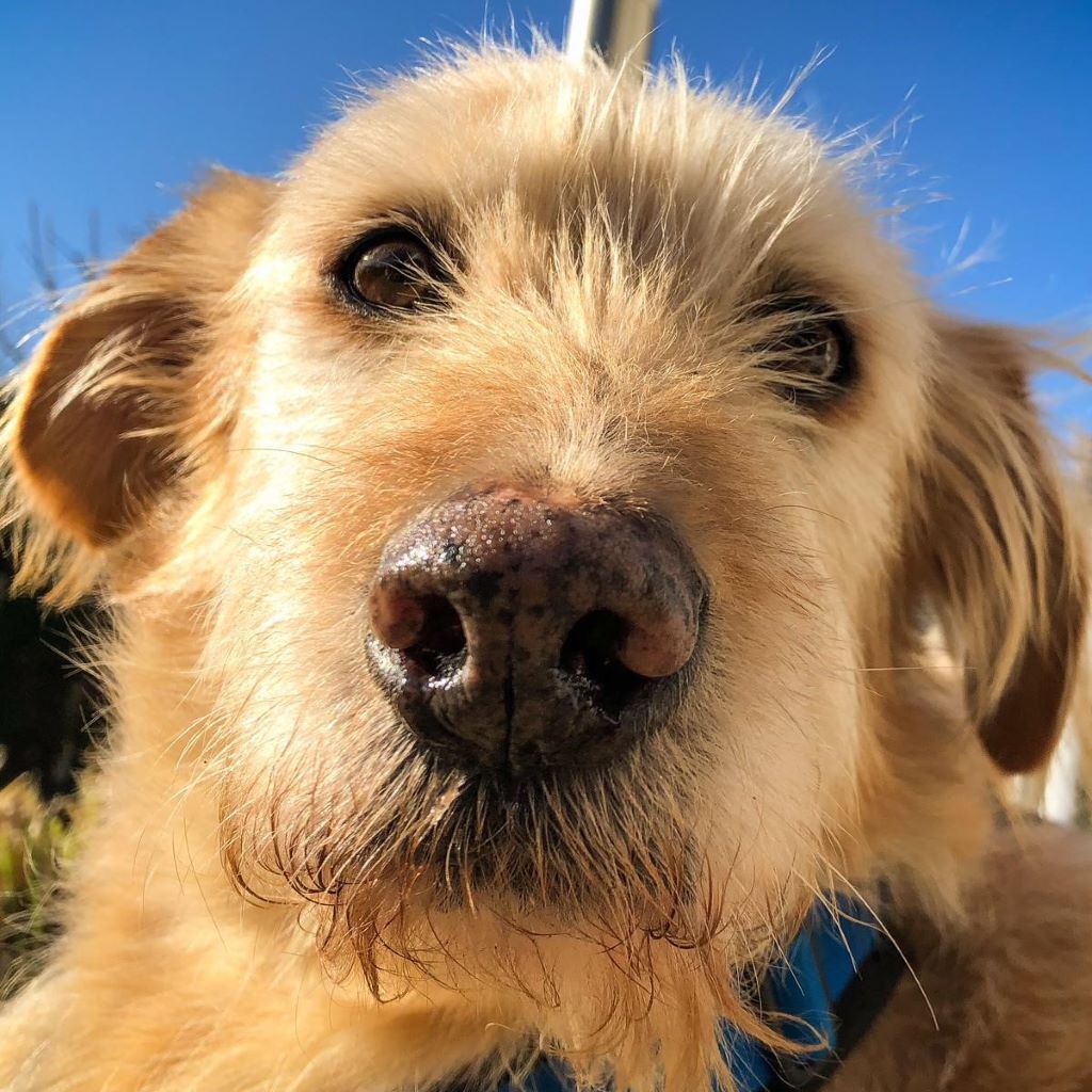 Mischling Al, 04/2021, ca. 60 cm, 61206 Wöllstadt