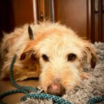 Mischling Al, 04/2021, ca. 60 cm, 61206 Wöllstadt