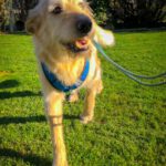 Mischling Al, 04/2021, ca. 60 cm, 61206 Wöllstadt