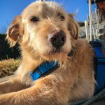 Mischling Al, 04/2021, ca. 60 cm, 61206 Wöllstadt