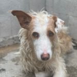 Podenco Alfonso, 03/2017, ca. 60 cm