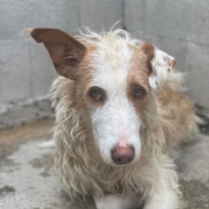 Podenco Alfonso, 03/2017, ca. 60 cm